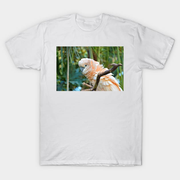 Cockatoo T-Shirt by kchase